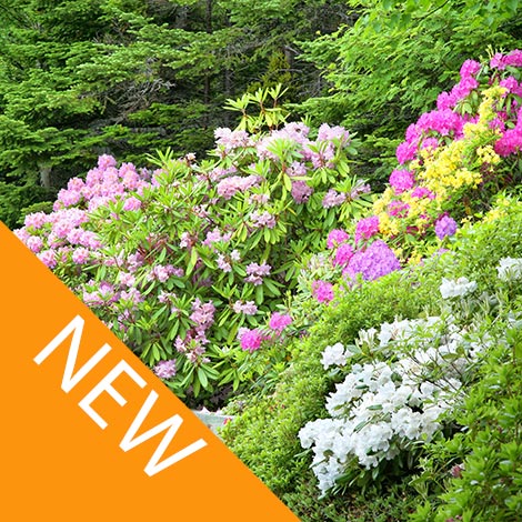 Photo of colourful shrub planting