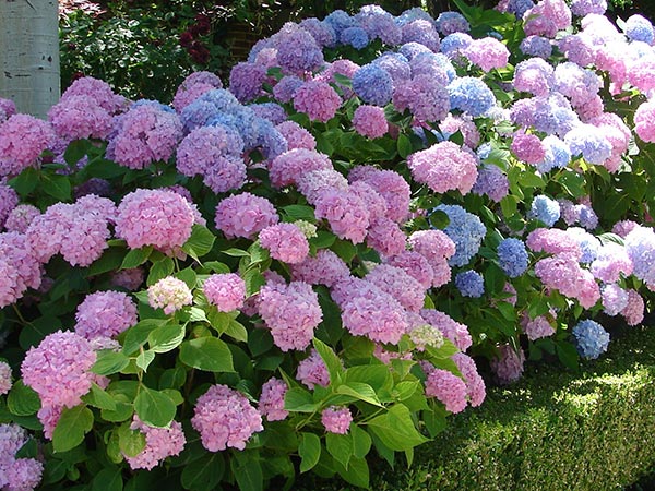 photo of hydrangeas with hedge border