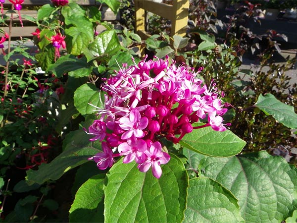 close-up image of pink border planting